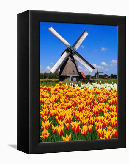 Dutch Windmills and Tulips-Jeni Foto-Framed Premier Image Canvas