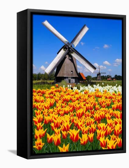 Dutch Windmills and Tulips-Jeni Foto-Framed Premier Image Canvas