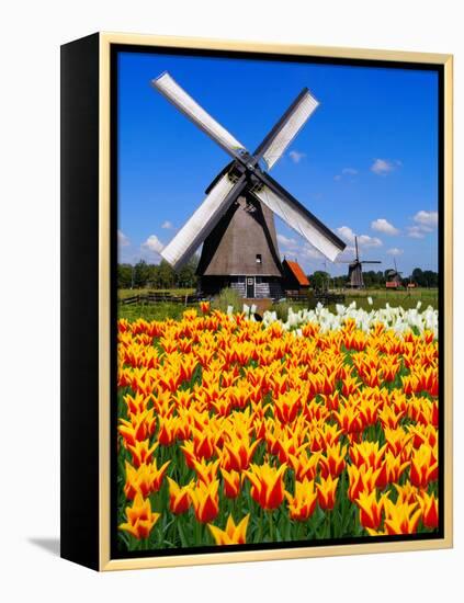 Dutch Windmills and Tulips-Jeni Foto-Framed Premier Image Canvas