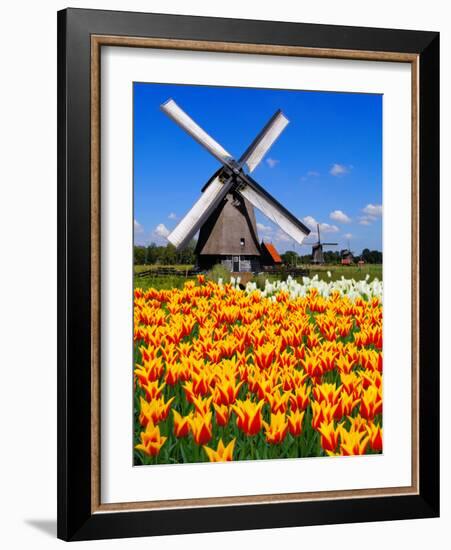 Dutch Windmills and Tulips-Jeni Foto-Framed Photographic Print