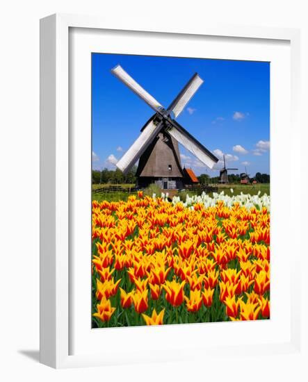 Dutch Windmills and Tulips-Jeni Foto-Framed Photographic Print