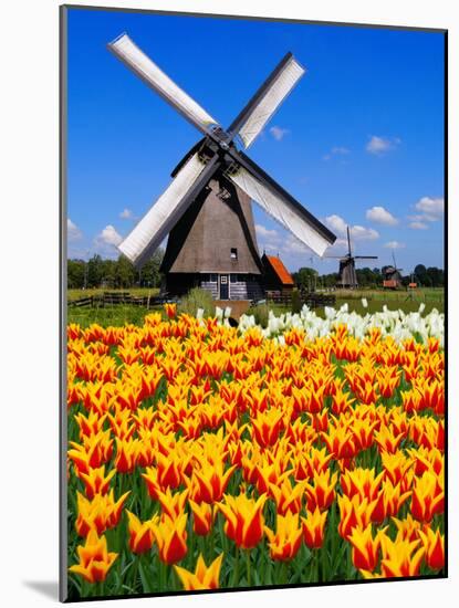 Dutch Windmills and Tulips-Jeni Foto-Mounted Photographic Print