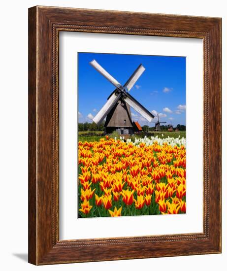 Dutch Windmills and Tulips-Jeni Foto-Framed Photographic Print