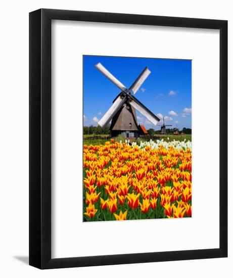 Dutch Windmills and Tulips-Jeni Foto-Framed Photographic Print