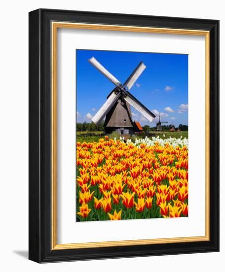 Dutch Windmills and Tulips-Jeni Foto-Framed Photographic Print