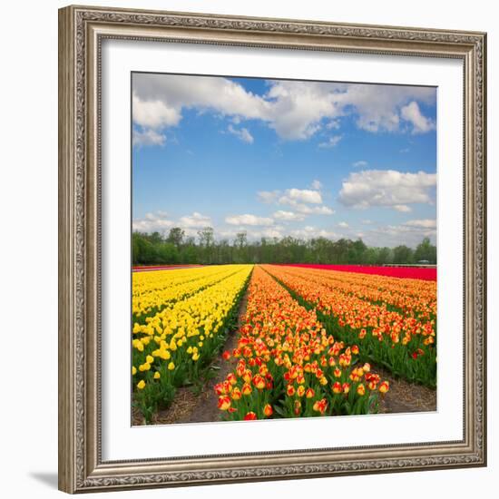 Dutch Yellow and Orange Tulip Fields in Sunny Day-neirfy-Framed Photographic Print