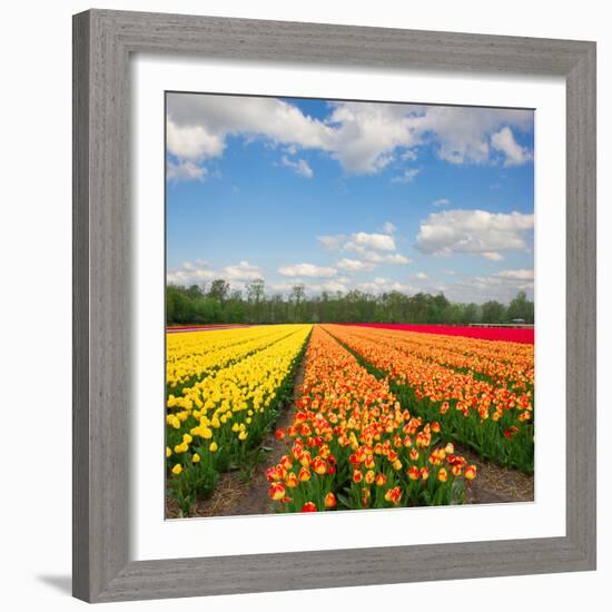 Dutch Yellow and Orange Tulip Fields in Sunny Day-neirfy-Framed Photographic Print