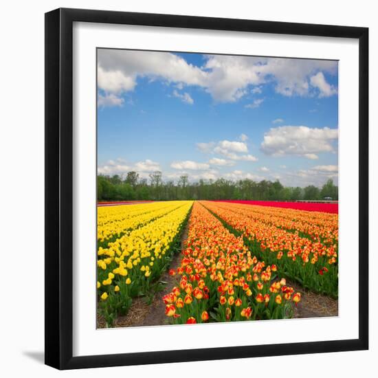 Dutch Yellow and Orange Tulip Fields in Sunny Day-neirfy-Framed Photographic Print