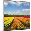 Dutch Yellow and Orange Tulip Fields in Sunny Day-neirfy-Mounted Photographic Print