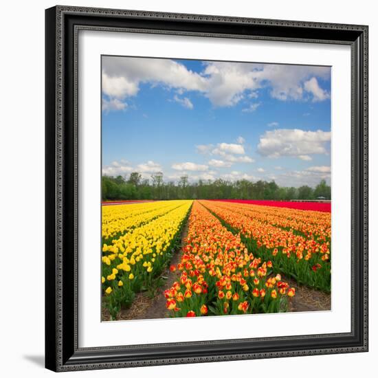 Dutch Yellow and Orange Tulip Fields in Sunny Day-neirfy-Framed Photographic Print