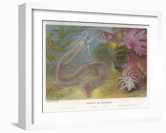 Duvernoy's Synapte and Other Deep Sea Creatures-P. Lackerbauer-Framed Art Print