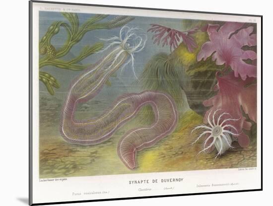Duvernoy's Synapte and Other Deep Sea Creatures-P. Lackerbauer-Mounted Art Print