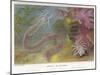 Duvernoy's Synapte and Other Deep Sea Creatures-P. Lackerbauer-Mounted Art Print