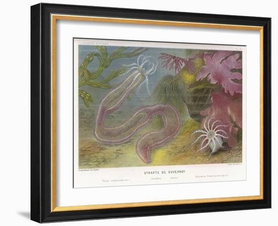 Duvernoy's Synapte and Other Deep Sea Creatures-P. Lackerbauer-Framed Art Print