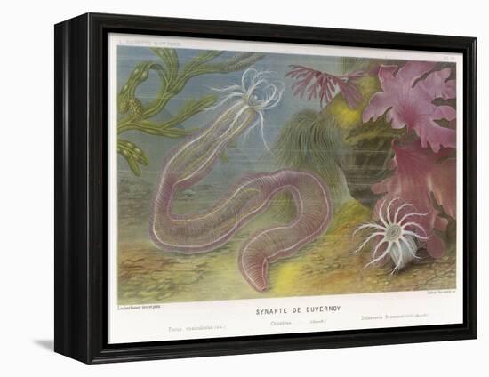 Duvernoy's Synapte and Other Deep Sea Creatures-P. Lackerbauer-Framed Stretched Canvas