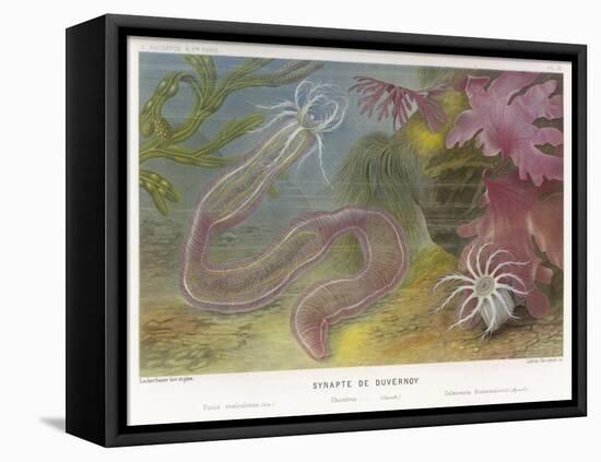 Duvernoy's Synapte and Other Deep Sea Creatures-P. Lackerbauer-Framed Stretched Canvas
