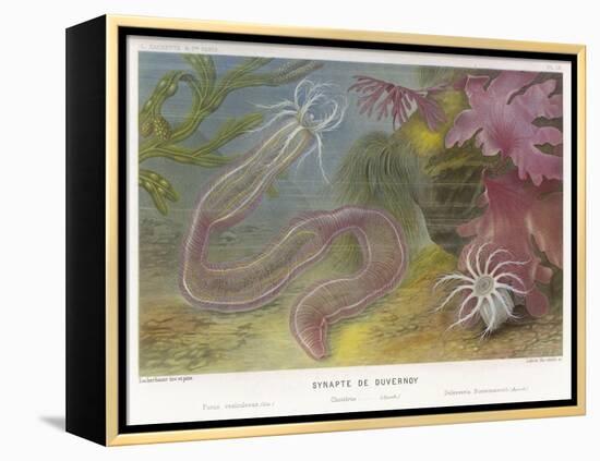 Duvernoy's Synapte and Other Deep Sea Creatures-P. Lackerbauer-Framed Stretched Canvas