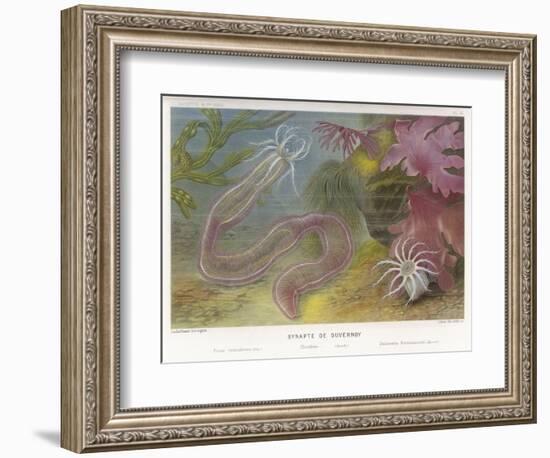 Duvernoy's Synapte and Other Deep Sea Creatures-P. Lackerbauer-Framed Art Print