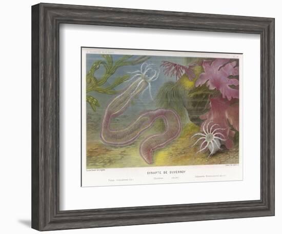 Duvernoy's Synapte and Other Deep Sea Creatures-P. Lackerbauer-Framed Art Print