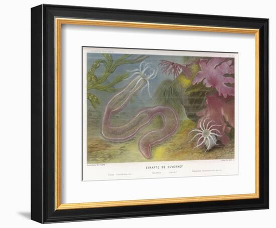 Duvernoy's Synapte and Other Deep Sea Creatures-P. Lackerbauer-Framed Art Print