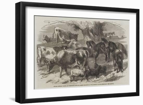 Dwarf African Ponies and Bretonne Cows and Sheep Exhibited at the Crystal Palace, Sydenham-Harrison William Weir-Framed Giclee Print