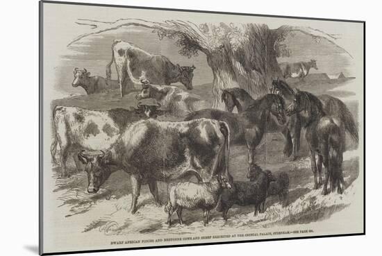 Dwarf African Ponies and Bretonne Cows and Sheep Exhibited at the Crystal Palace, Sydenham-Harrison William Weir-Mounted Giclee Print