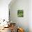 Dwarf Beans, 'Pongo' Harvested Crop in Rustic Trug with Plant and Flowers in Back, Norfolk, UK-Gary Smith-Photographic Print displayed on a wall