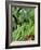 Dwarf Beans, 'Pongo' Harvested Crop in Rustic Trug with Plant and Flowers in Back, Norfolk, UK-Gary Smith-Framed Photographic Print