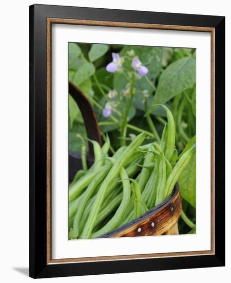 Dwarf Beans, 'Pongo' Harvested Crop in Rustic Trug with Plant and Flowers in Back, Norfolk, UK-Gary Smith-Framed Photographic Print