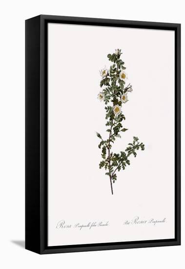 Dwarf Burnet Rose-Pierre Joseph Redoute-Framed Premier Image Canvas