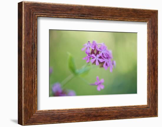 dwarf catchfly, blossoms, close up-David & Micha Sheldon-Framed Photographic Print