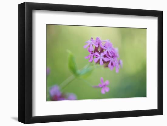 dwarf catchfly, blossoms, close up-David & Micha Sheldon-Framed Photographic Print