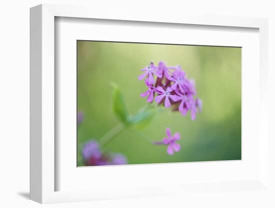 dwarf catchfly, blossoms, close up-David & Micha Sheldon-Framed Photographic Print