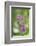 dwarf catchfly, blossoms, close up-David & Micha Sheldon-Framed Photographic Print