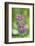 dwarf catchfly, blossoms, close up-David & Micha Sheldon-Framed Photographic Print