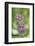 dwarf catchfly, blossoms, close up-David & Micha Sheldon-Framed Photographic Print