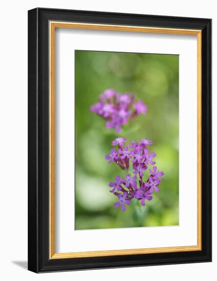 dwarf catchfly, blossoms, close up-David & Micha Sheldon-Framed Photographic Print