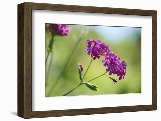 dwarf catchfly, blossoms, close up-David & Micha Sheldon-Framed Photographic Print