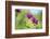 dwarf catchfly, blossoms, close up-David & Micha Sheldon-Framed Photographic Print