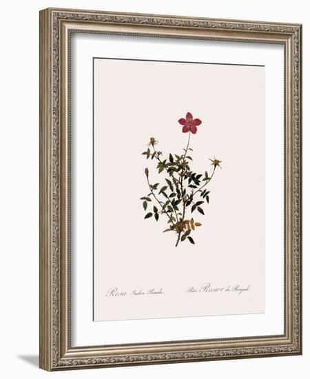 Dwarf China Rose-Pierre Joseph Redoute-Framed Giclee Print