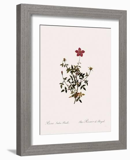 Dwarf China Rose-Pierre Joseph Redoute-Framed Giclee Print