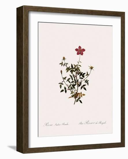 Dwarf China Rose-Pierre Joseph Redoute-Framed Giclee Print