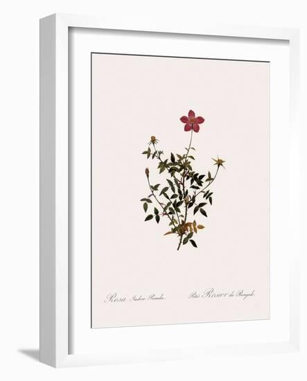 Dwarf China Rose-Pierre Joseph Redoute-Framed Giclee Print