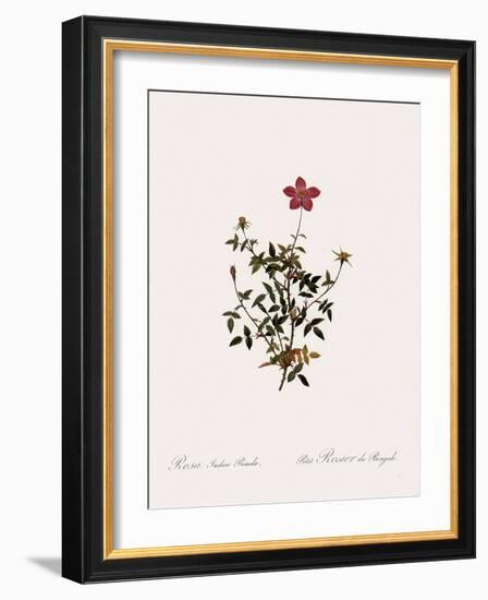 Dwarf China Rose-Pierre Joseph Redoute-Framed Giclee Print