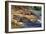 Dwarf Crocodile or Bony Crocodile (Osteolaemus Tetraspis), Crocodylidae-null-Framed Giclee Print