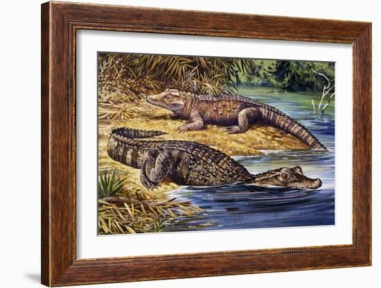 Dwarf Crocodile or Bony Crocodile (Osteolaemus Tetraspis), Crocodylidae-null-Framed Giclee Print