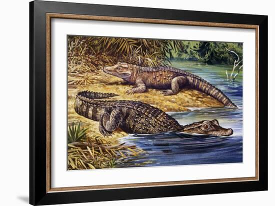 Dwarf Crocodile or Bony Crocodile (Osteolaemus Tetraspis), Crocodylidae-null-Framed Giclee Print