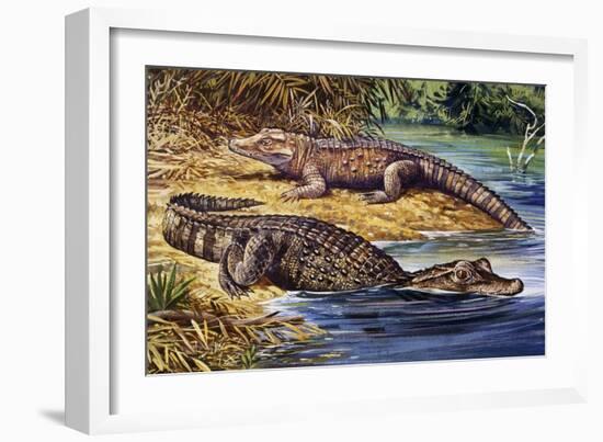 Dwarf Crocodile or Bony Crocodile (Osteolaemus Tetraspis), Crocodylidae-null-Framed Giclee Print