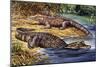 Dwarf Crocodile or Bony Crocodile (Osteolaemus Tetraspis), Crocodylidae-null-Mounted Giclee Print