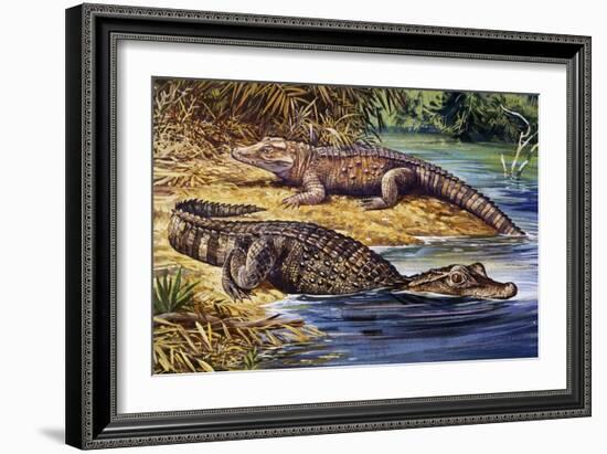 Dwarf Crocodile or Bony Crocodile (Osteolaemus Tetraspis), Crocodylidae-null-Framed Giclee Print